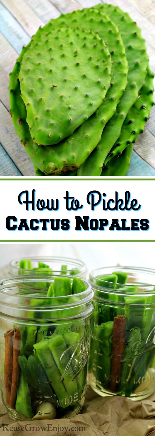 How to Pickle Cactus Nopales - Reuse Grow Enjoy