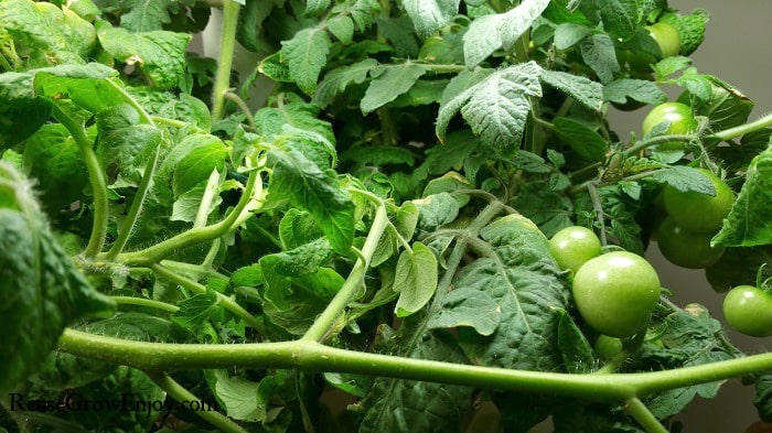 Hydroponic Garden