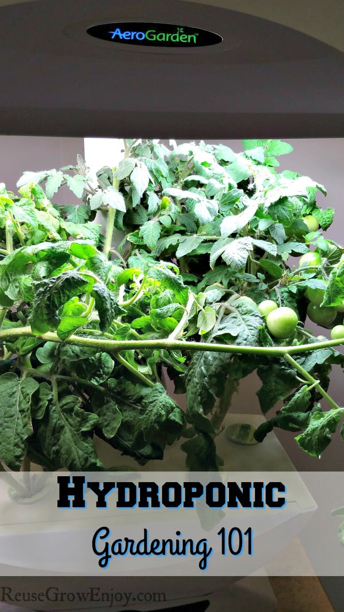 Hydroponic Gardening 101