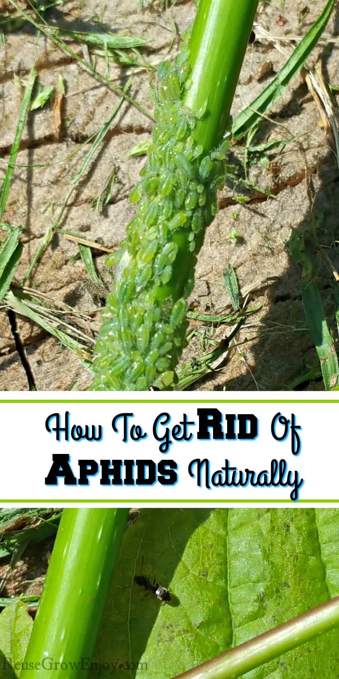 Green branch with green leaves laying on a stump covered in aphids. Text overlay in the middle that says How To Get Rid Of Aphids Naturally.