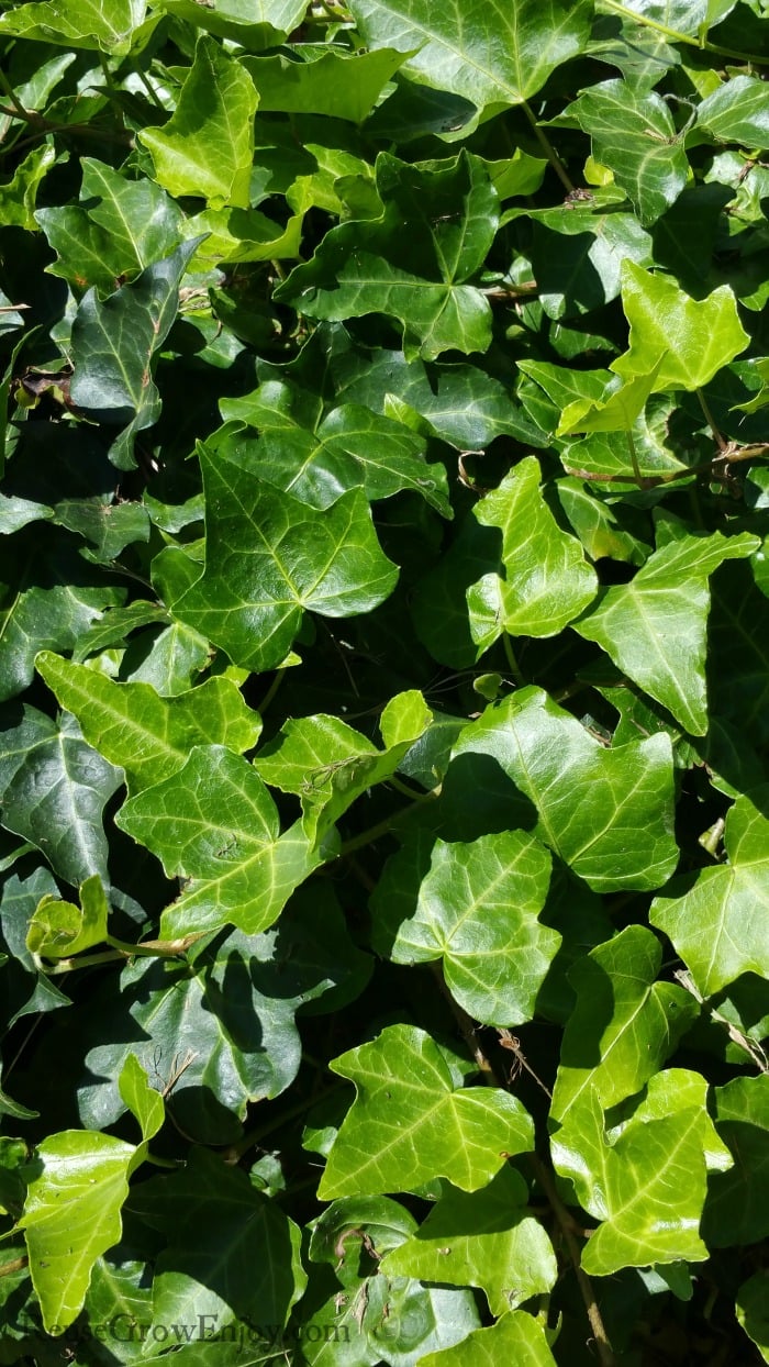 Thick green ivy