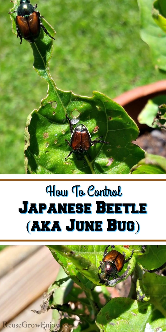 June Bug eating holes in leaves of a plant. Text overlay in the middle that says How To Control Japanese Beetle (aka June Bug).