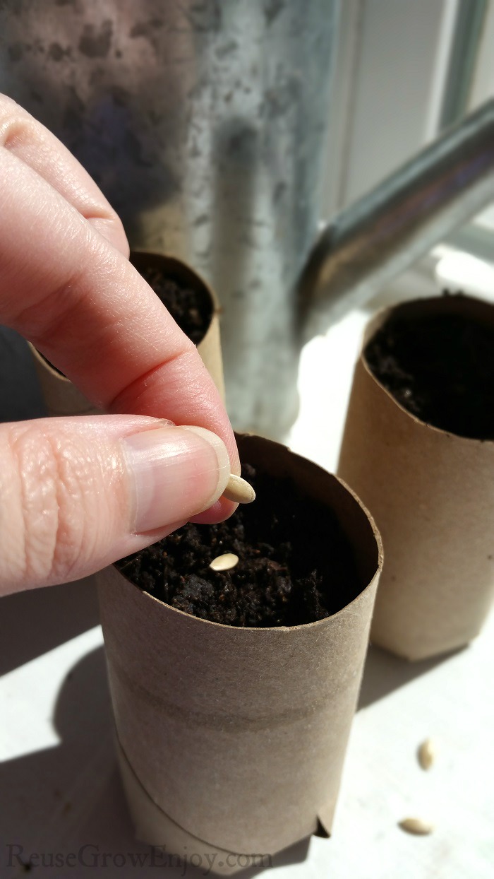 Finger griping a seed placing it in dirt that is in a cardboard tube. Watering can in the background.