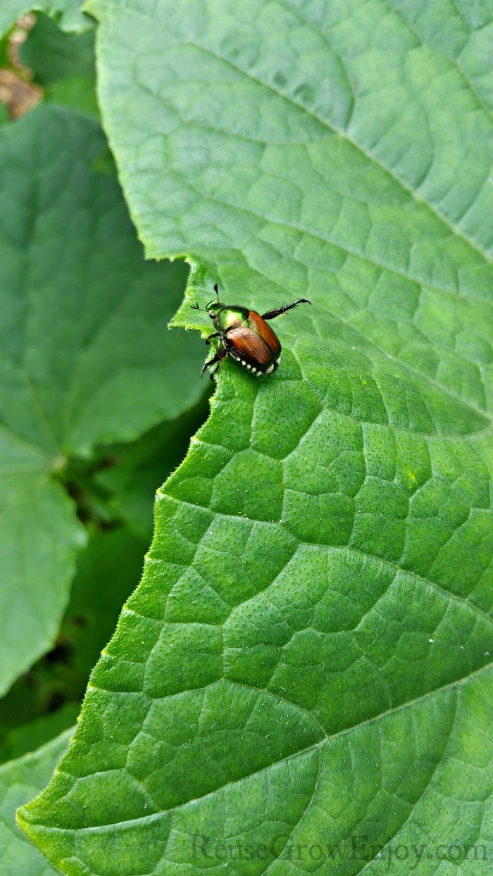 June Bug on new leaf