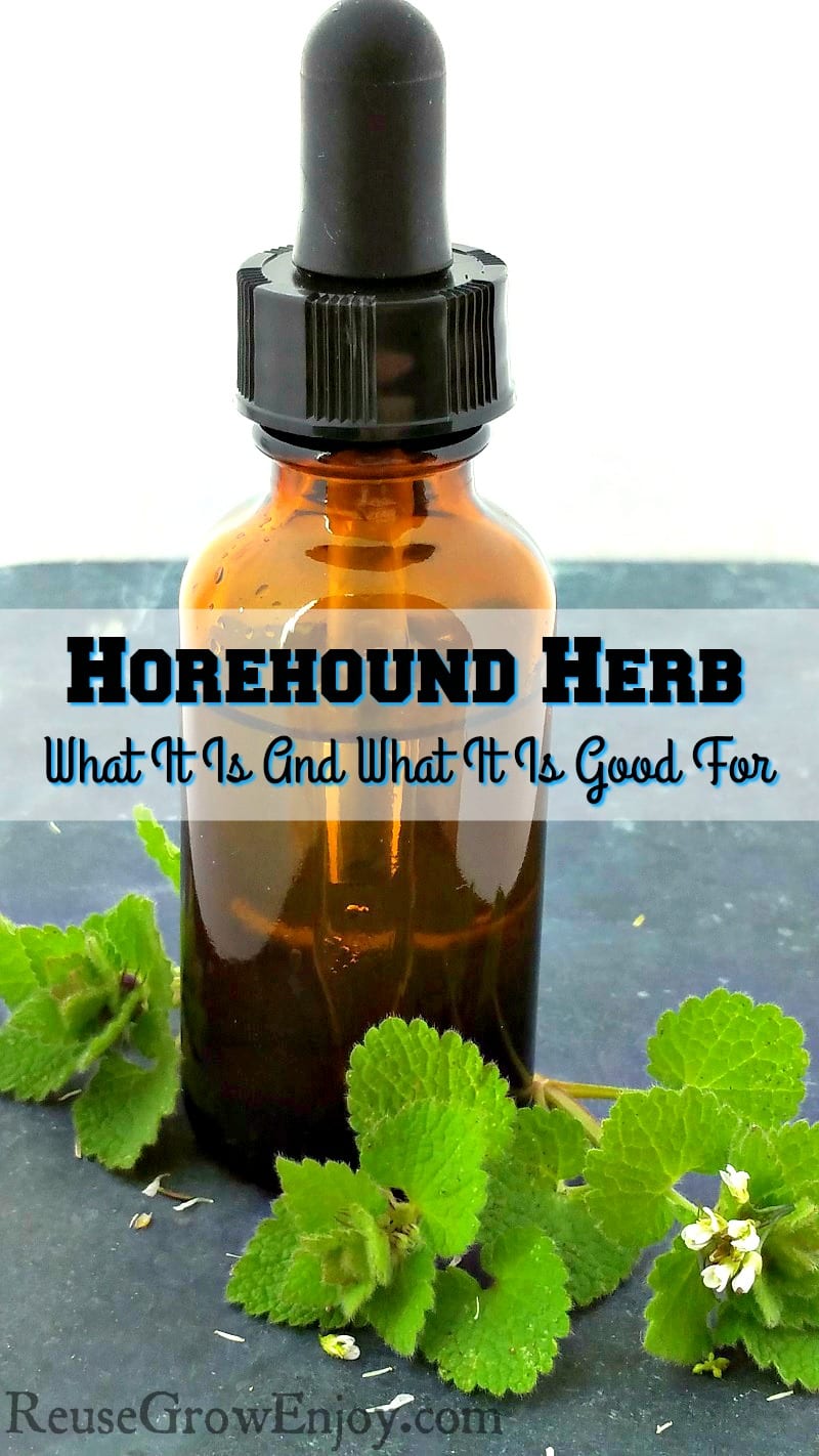 Have you ever heard of Horehound herb? It is such a wonderful thing!! Check out this post to see Marrubium Vulgare or Horehound Herb - What It Is And What It Is Good For!