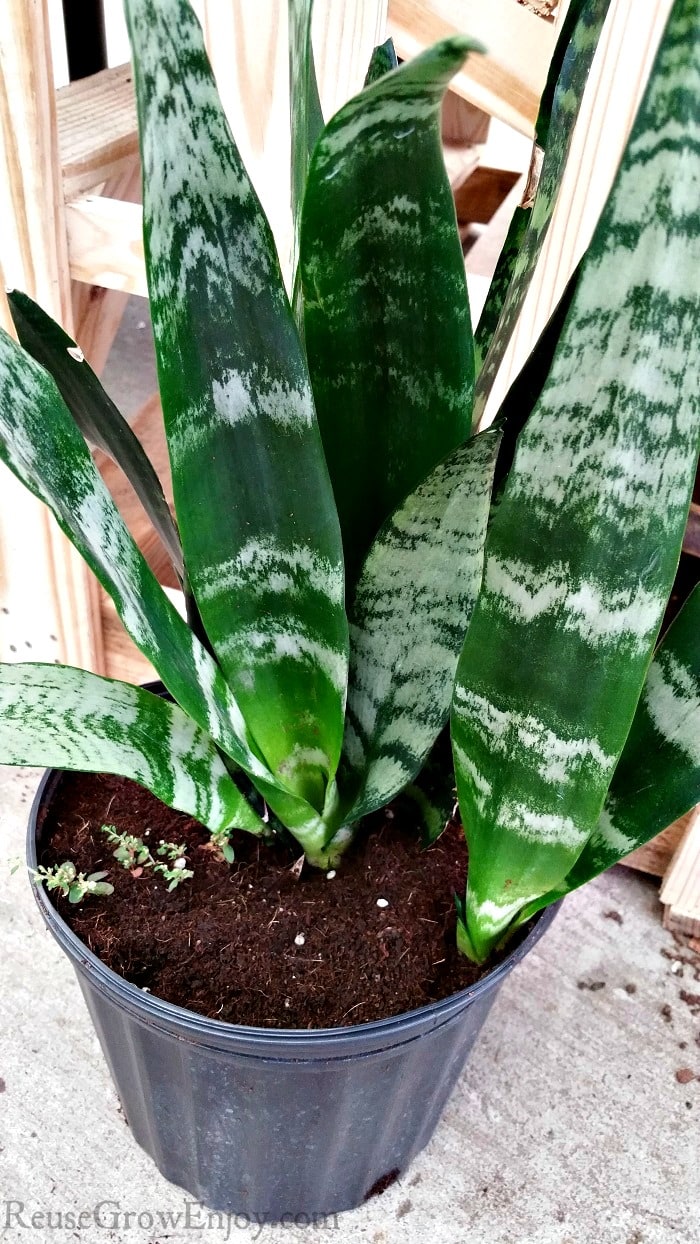 Getting a new houseplant and wondering if it is hard to take care of a snake plant? Be sure to check out these tips on how to care for a mother-in-law's tongue (aka snake plant)!