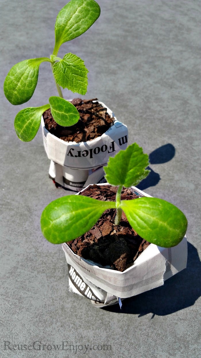 Two small seedlings growing in newspaper pots.