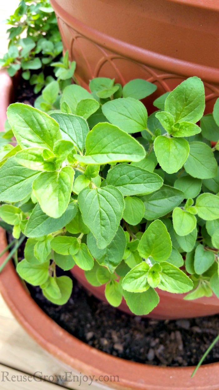 A thriving Oregano plant in a tower pot.