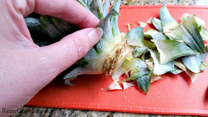 Hand peeling off leaves off the top of a cut pineapple