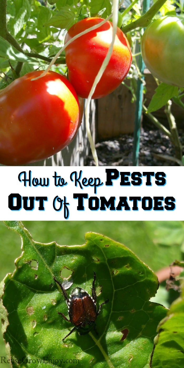 Tomatoes growing at top, text overly in middle and beetle on leaf at bottom.