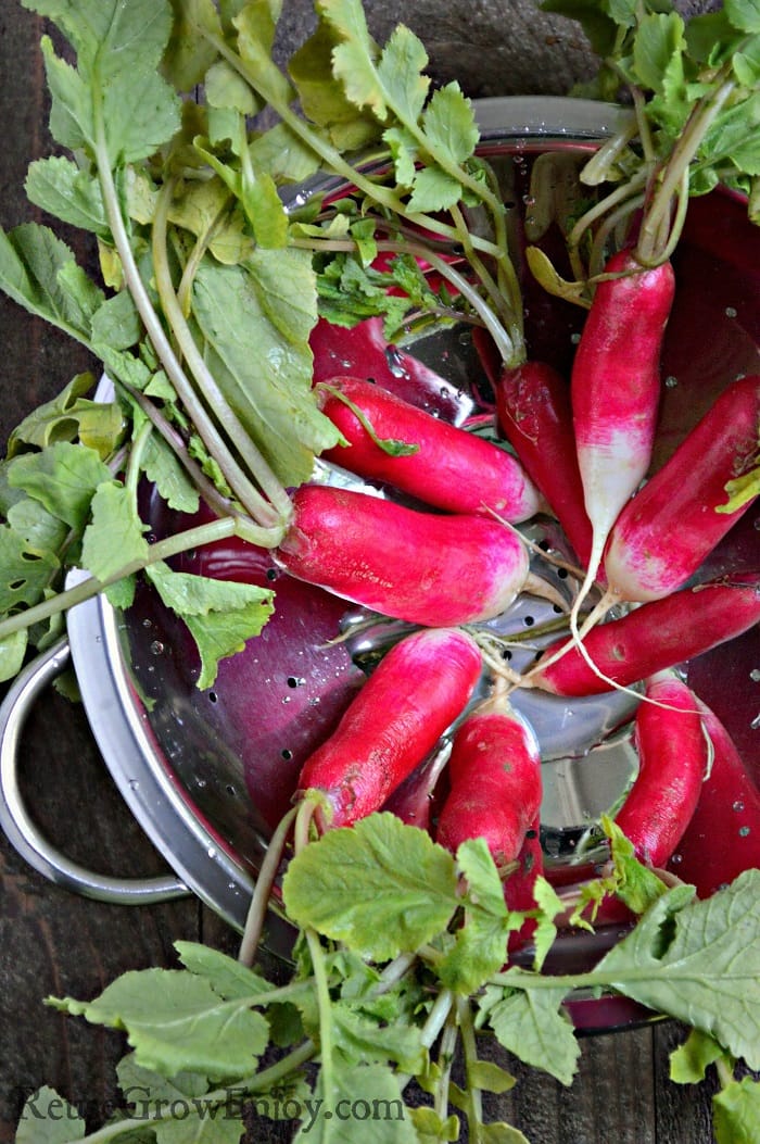 Pickled radishes washed