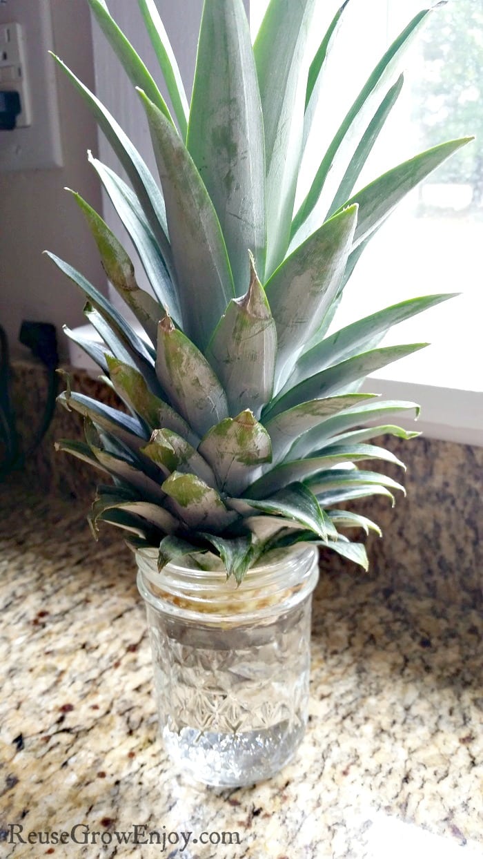 Leafy top of a pineapple in small glass jar of water