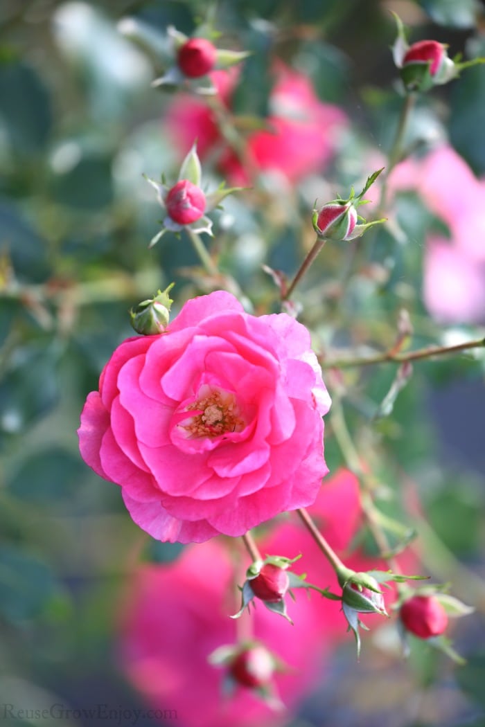 Pink roses on the bush