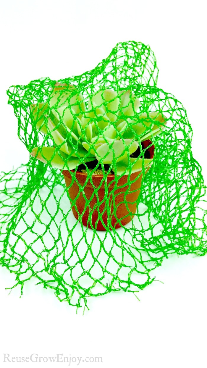 Small potted plant with green mesh produce bags draped over it to keep birds away.