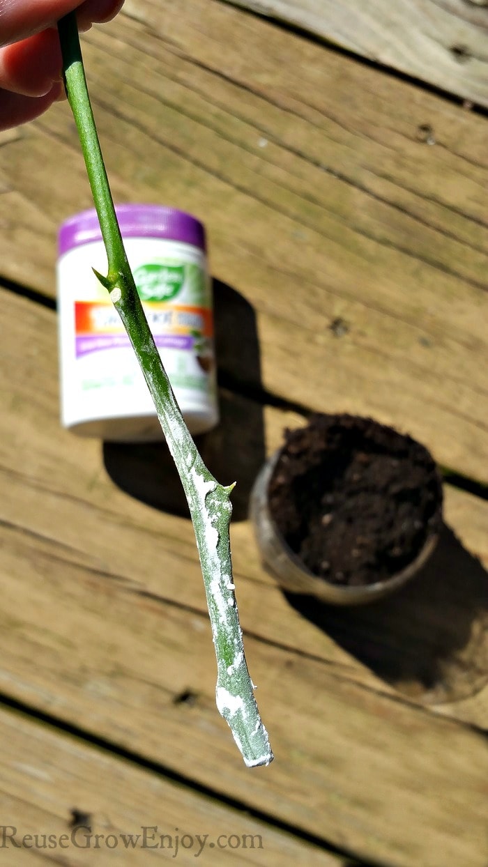 Plant cutting dipped in growth hormone. Hormone and dirt in background.