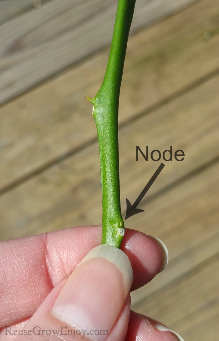 Fingers holding a plant cutting just below the node.