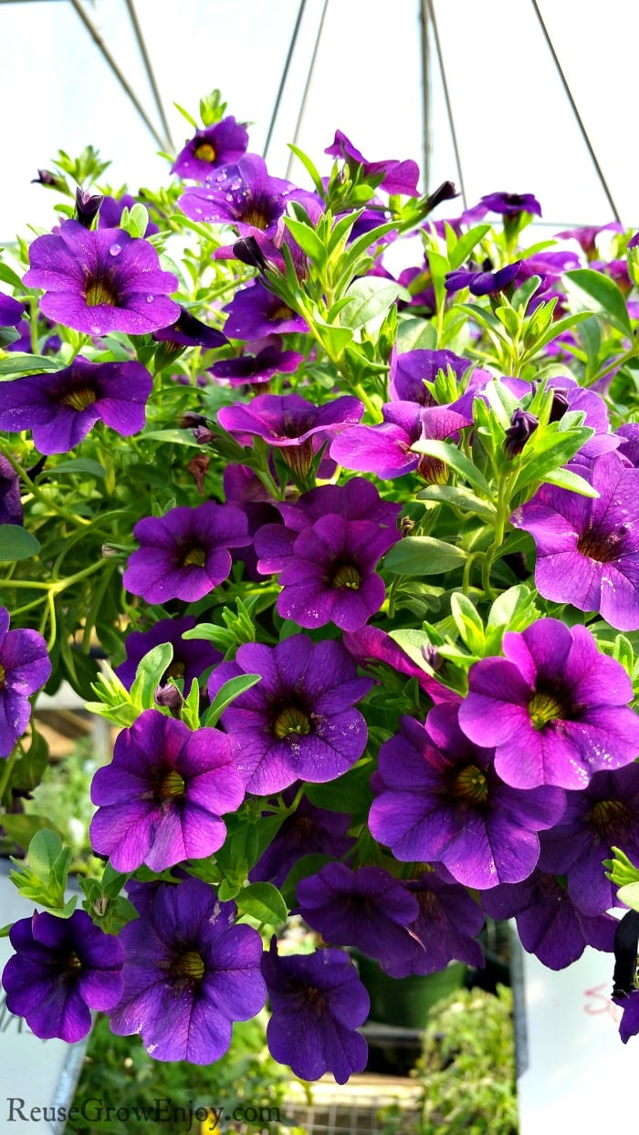 Hanging basket full of bright purple flowers.