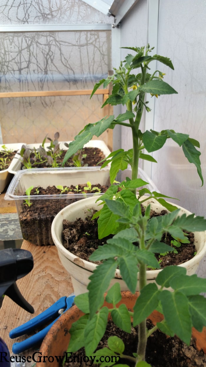 Plants growing in greenhouse in winter