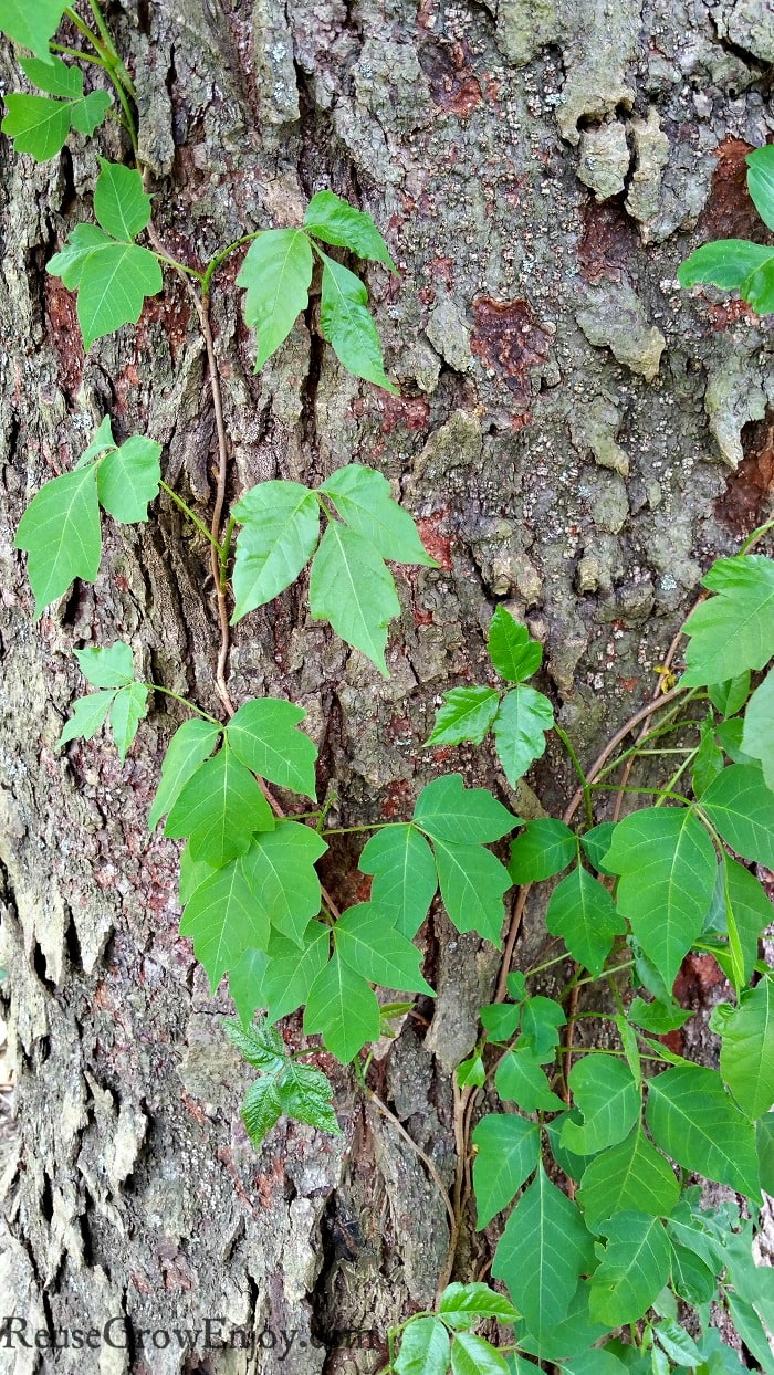Poison Ivy growing up a tree.