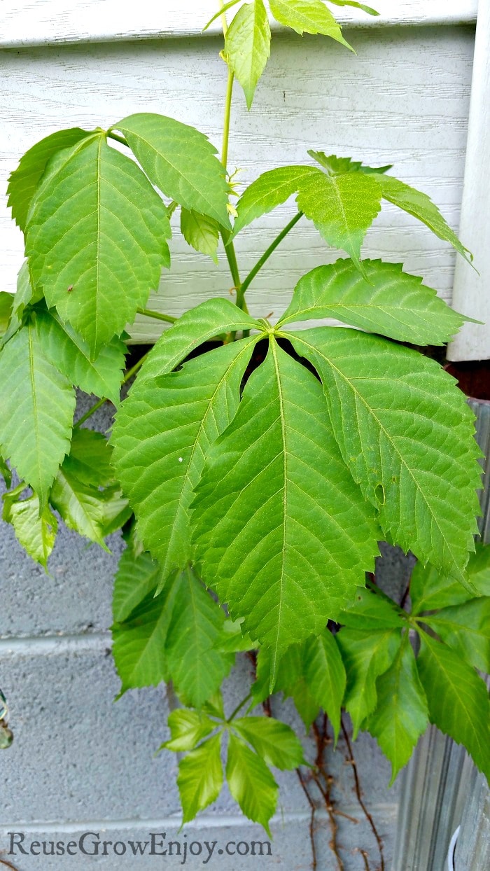 Poison Oak Growing On The Side Of A House