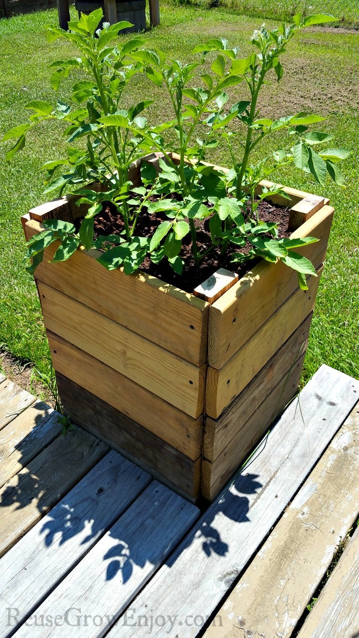 Potato Tower Made From Boards With Potato Plants Growing In It