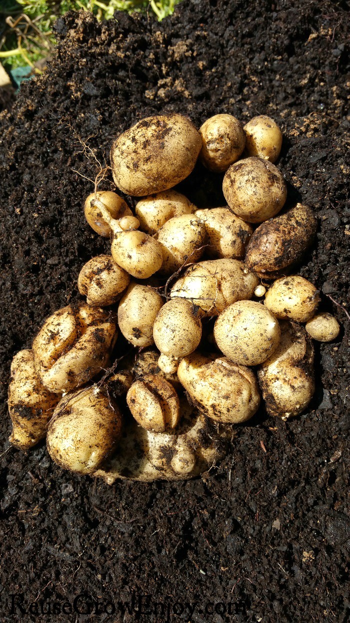 Pile of potatoes laying in dark rich soil.