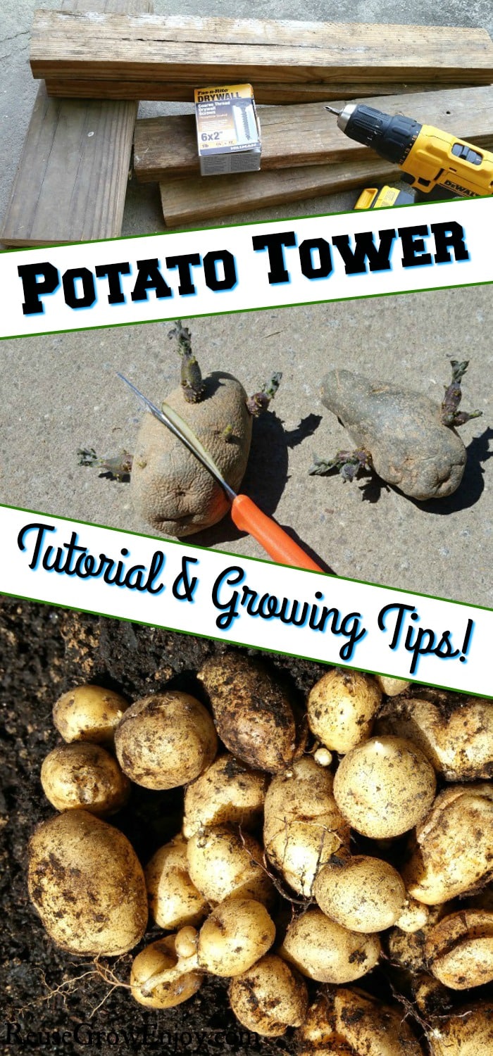 Boards, Drill and Screws at the top, then potatoes that are sprouting being cut with knife. Then at the bottom is potatoes in dirt. There is a text overlay that says "Potato Tower Tutorial & Growing Tips".