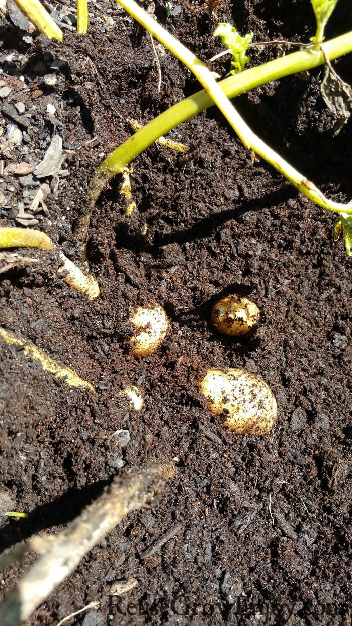 Potatoes in dirt still attached to plants in potato tower.