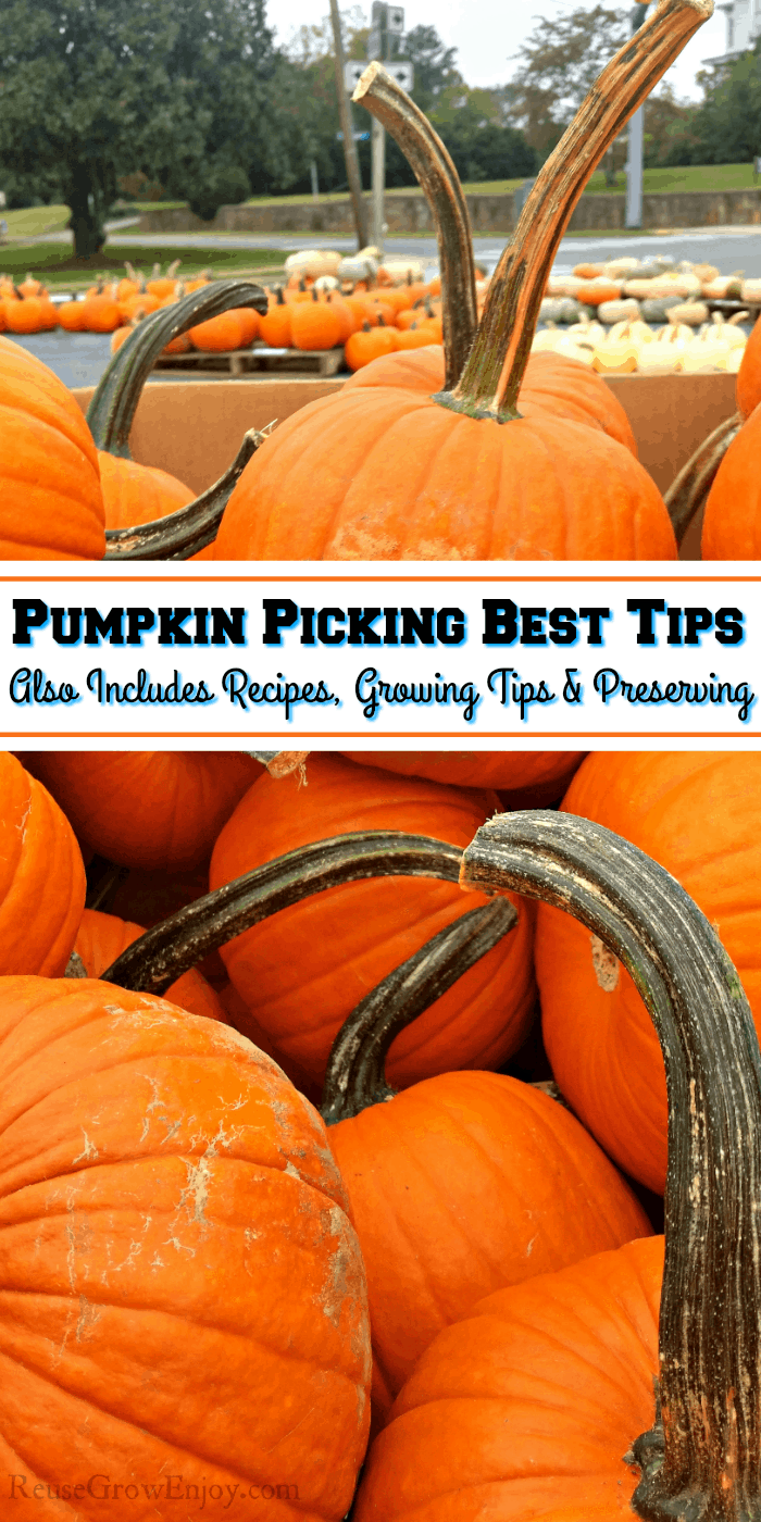 Bin of pumpkins with a text overlay that says pumpkin picking best tips