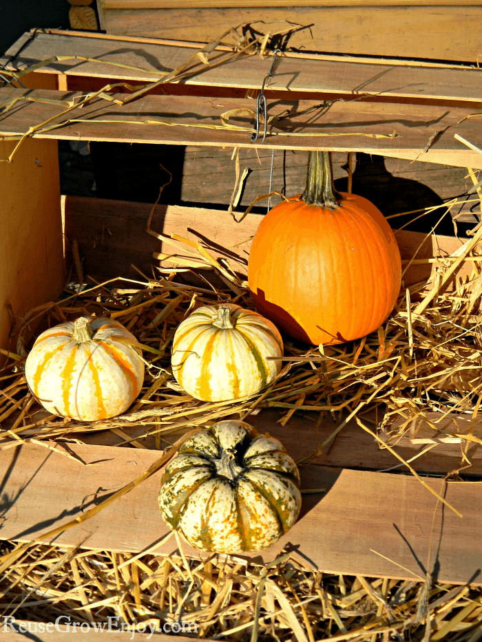 Pumpkin in wood box display with straw