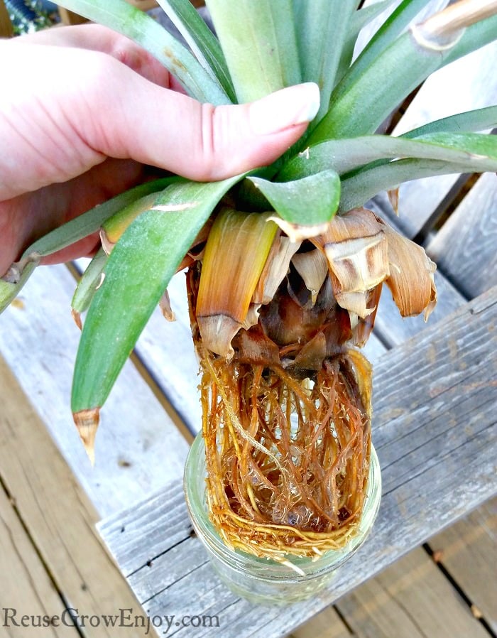 Hand holding leafy top of pineapple with roots hanging down from bottom