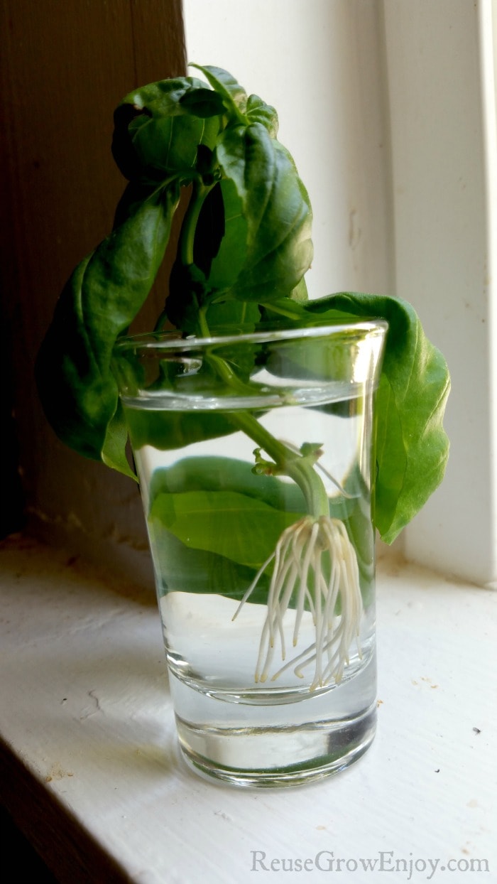 Roots about an inch long on basil cutting in water