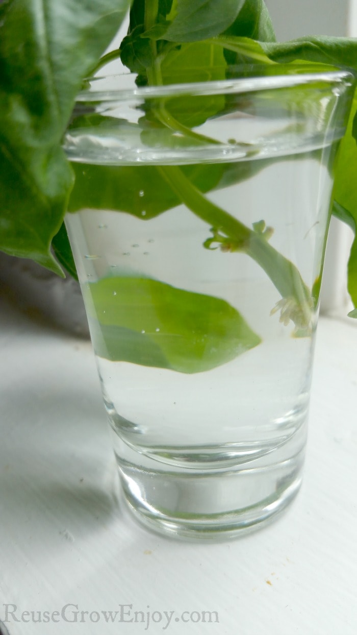 Roots starting on basil cutting in water