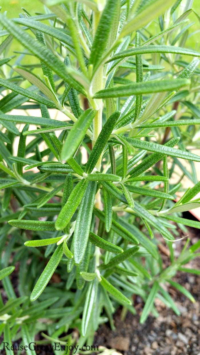 A thriving rosemary plant.