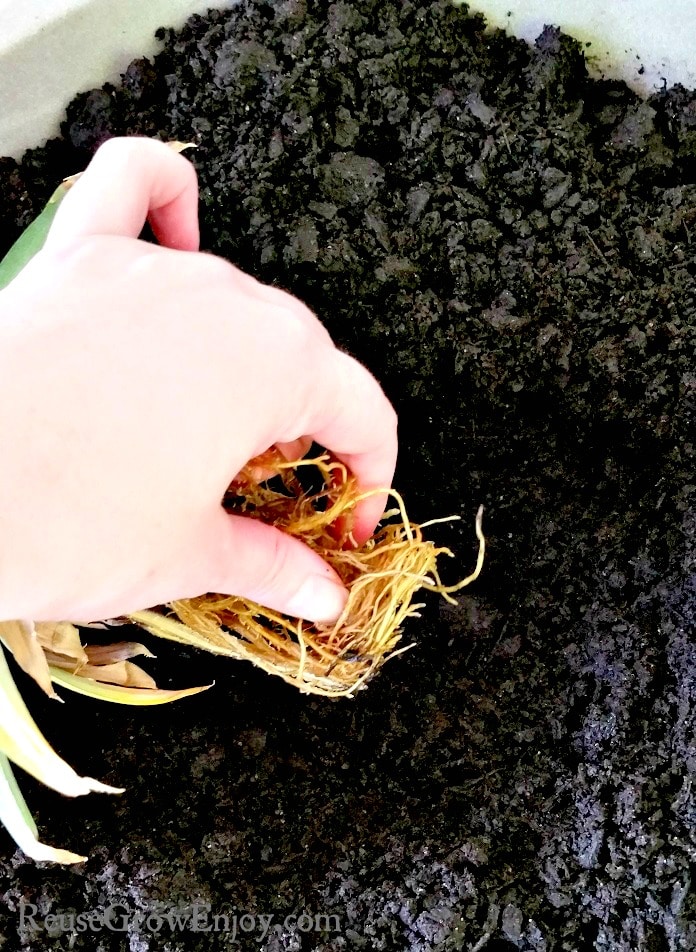 Hand rubbing roots of pineapple plant before placing in soil in background