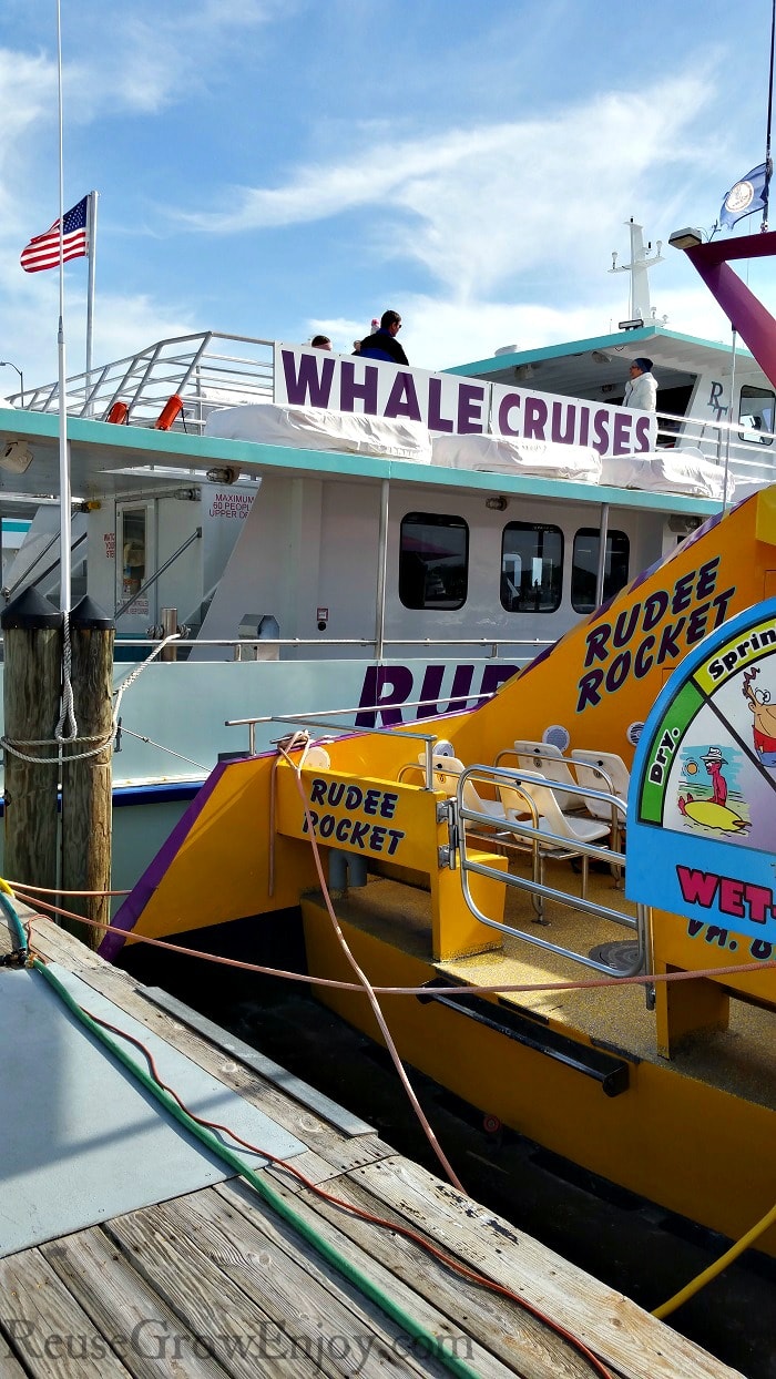 Boats tied to a dock. One is a whale cruise boat.