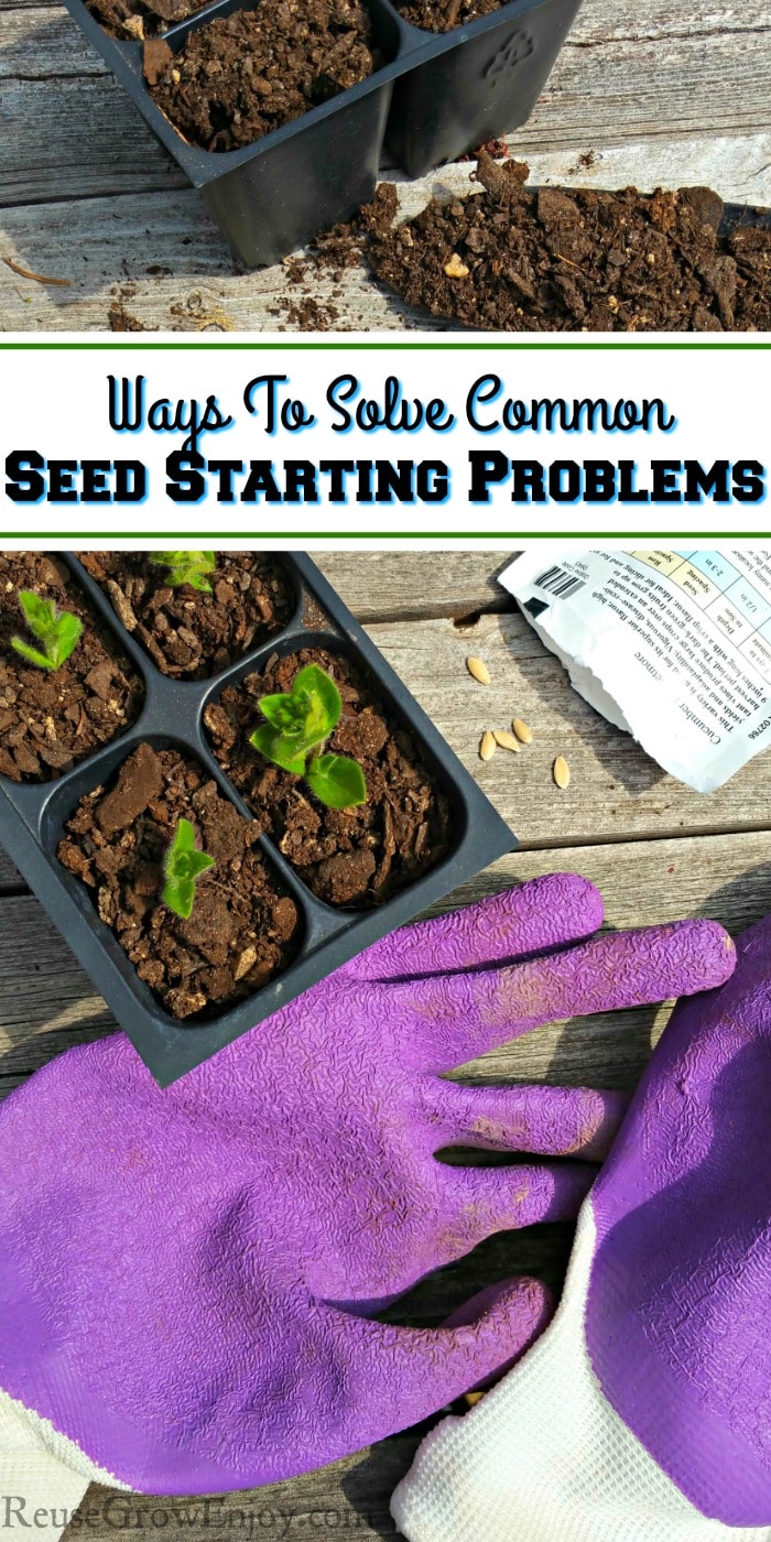 Black plastic four slot plant starter with plants just starting to grow. Pack of spilled seeds to the right and a scoop of dirt in the back all laying on weathered boards. Text overlay that says Ways To Solve Common Seed Starting Problems. Pair of purple and white textured garden gloves at the bottom.