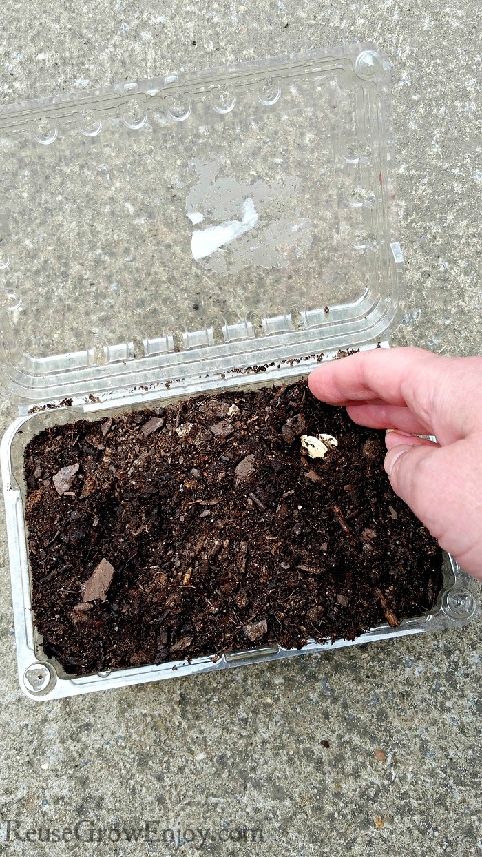 Seeds being covered in dirt