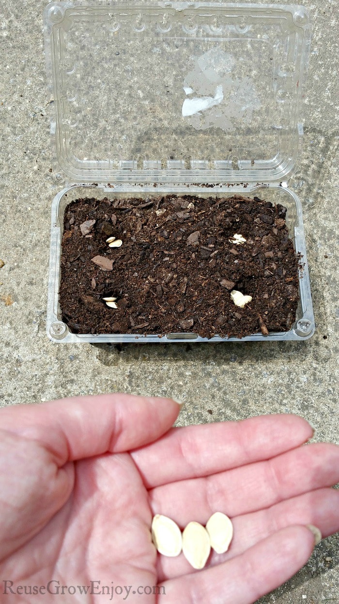 Seeds being placed in holes in dirt