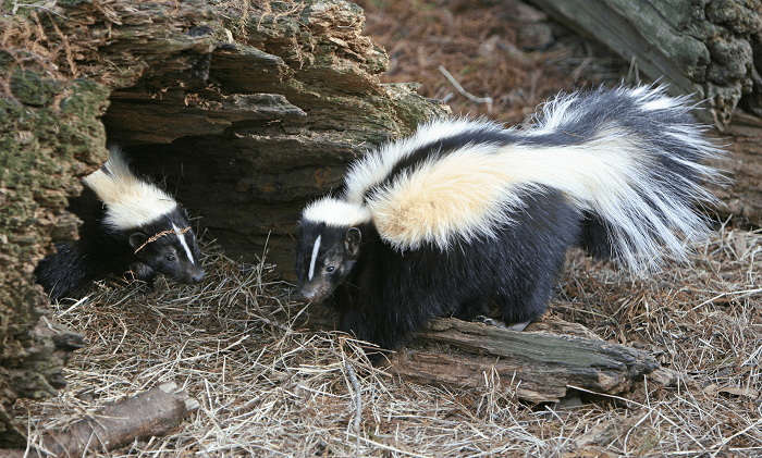 Skunks in a log