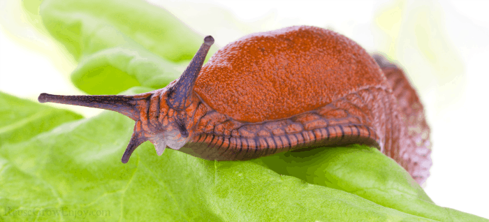 Slug on leaf