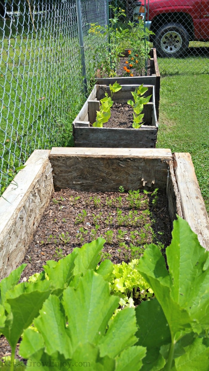 Making the most of a small gardening space with three raised garden beds with plants growing in them