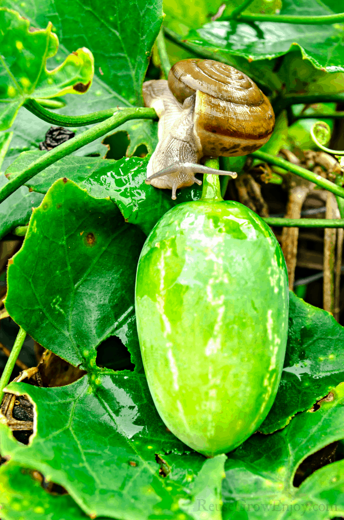 Snail in garden