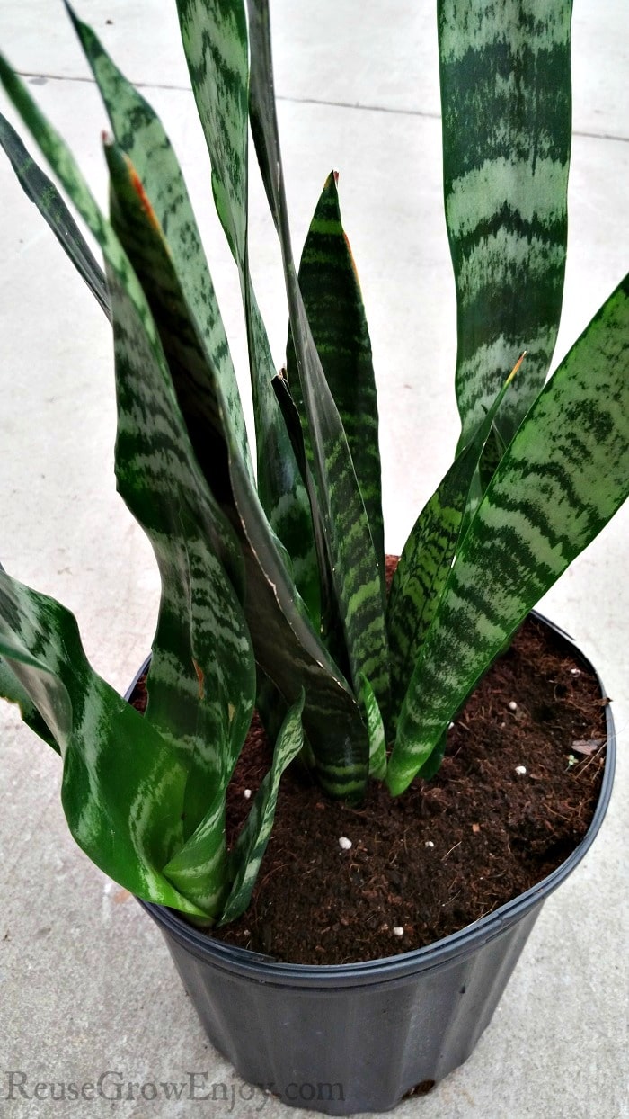 how to care for a mother-in-law's tongue (aka snake plant) - reuse
