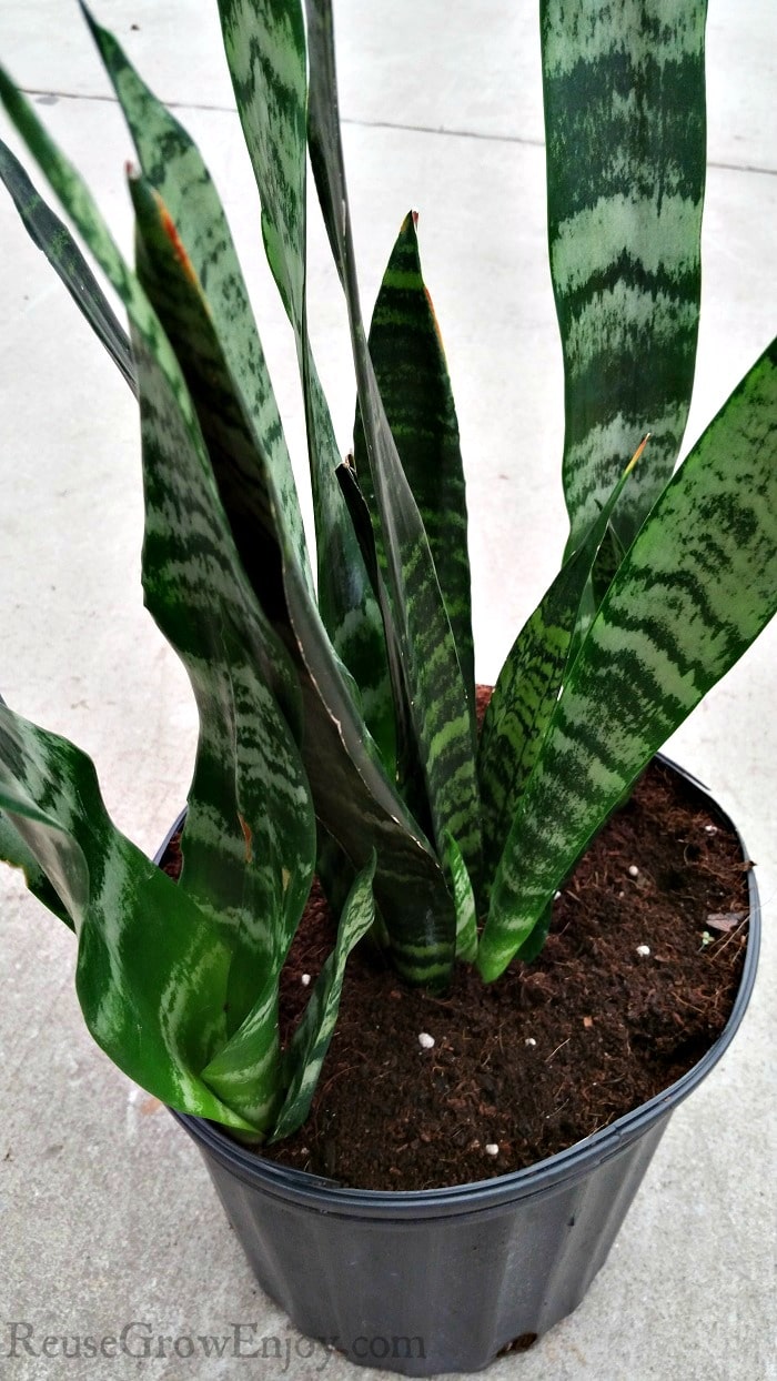 Daylily Nursery Snake Plant, Mother In Laws Tongue Plants in a 4