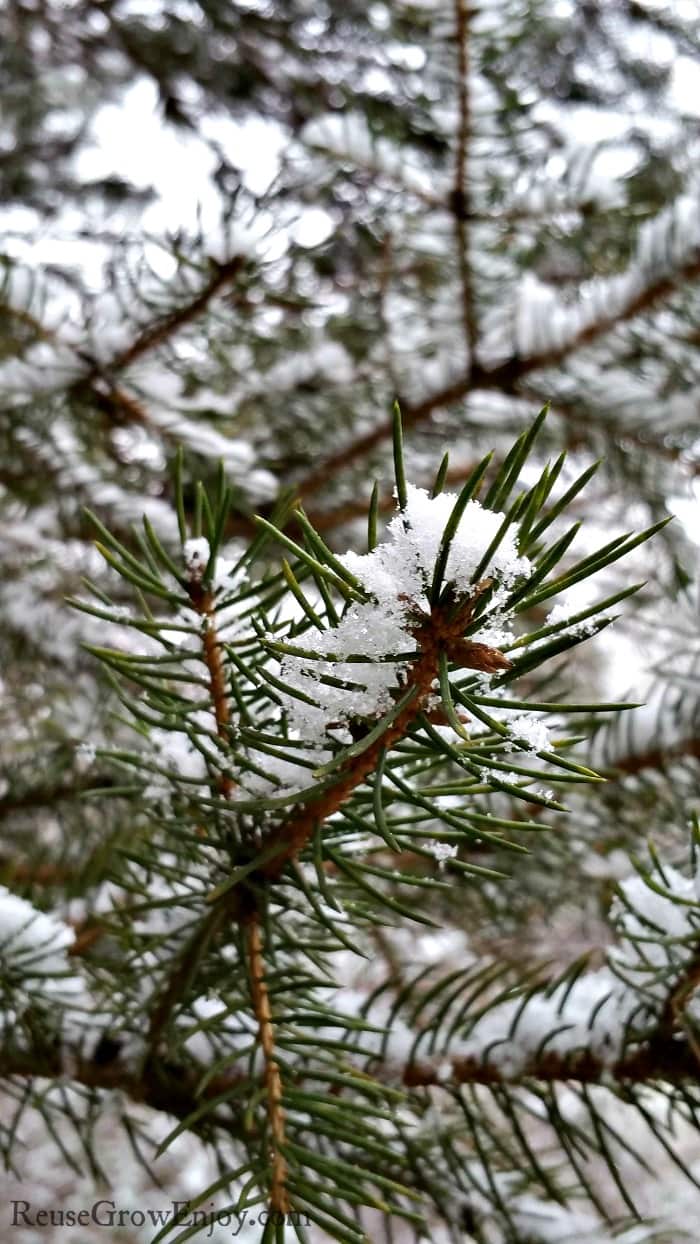 Snow on pine tree branches.