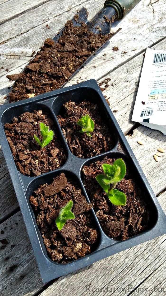 Black plastic four slot plant starter with plants just starting to grow. Pack of spilled seeds to the right and a scoop of dirt in the back all laying on weathered boards. 