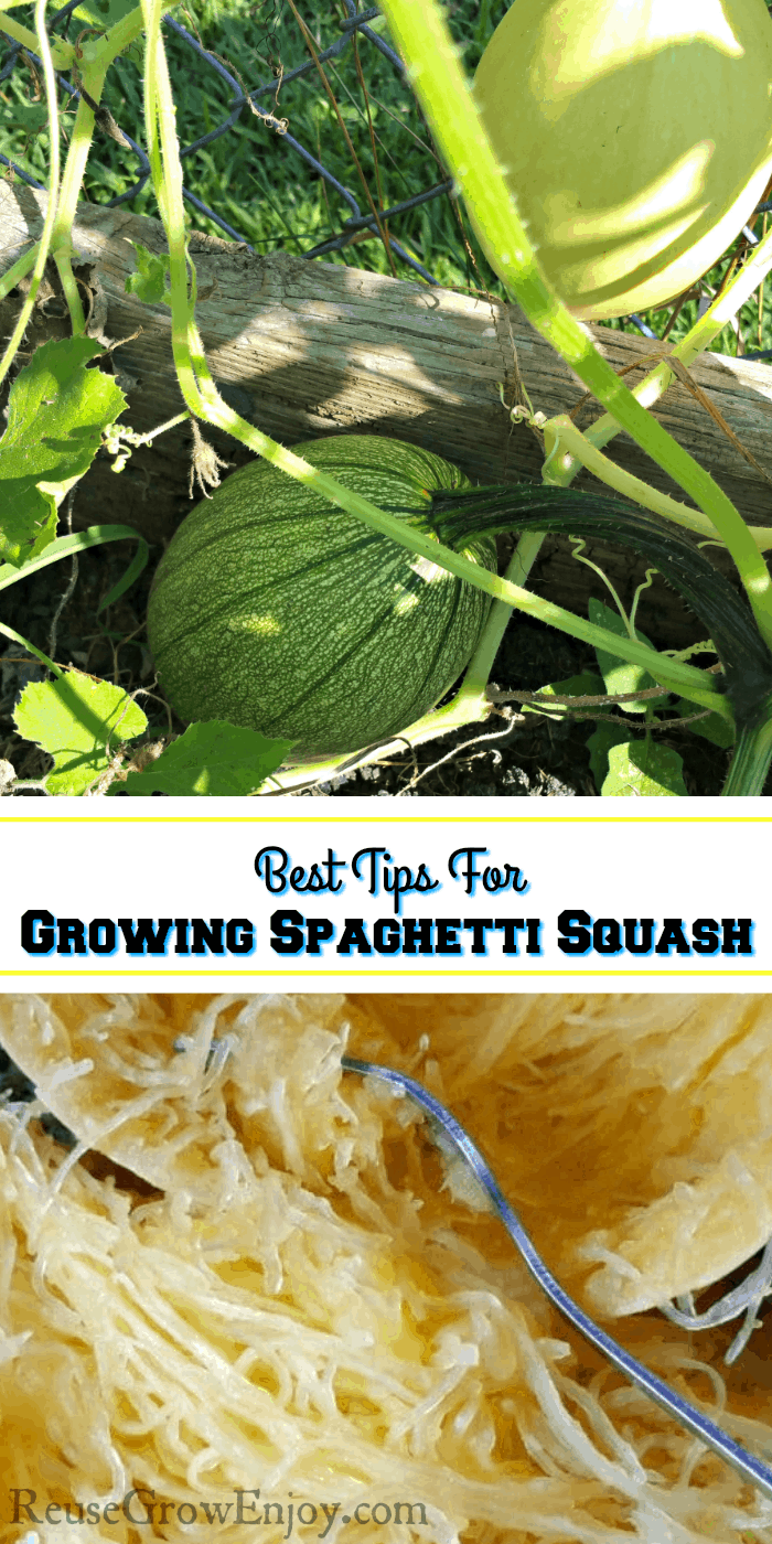 Spaghetti Squash Growing in raised bed and on fence at the top. Text overlay in middle and cooked spaghetti squash at the bottom.