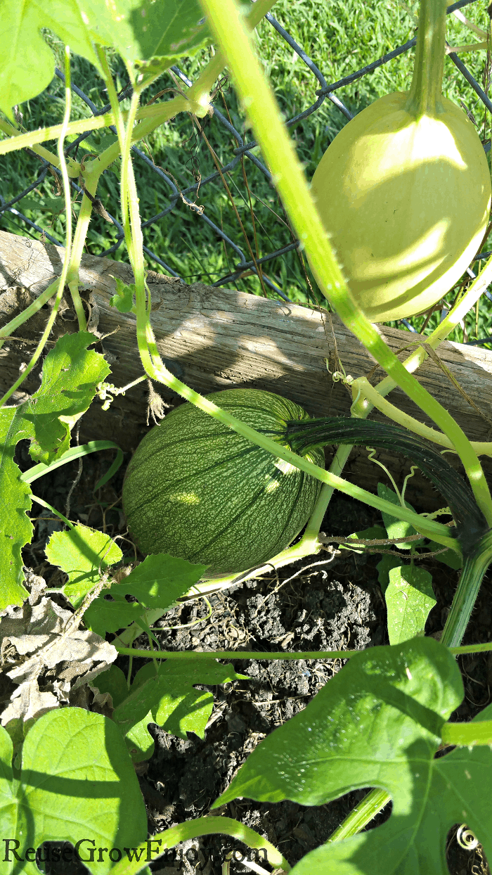 Spaghetti Squash Growing in raised bed and on fence