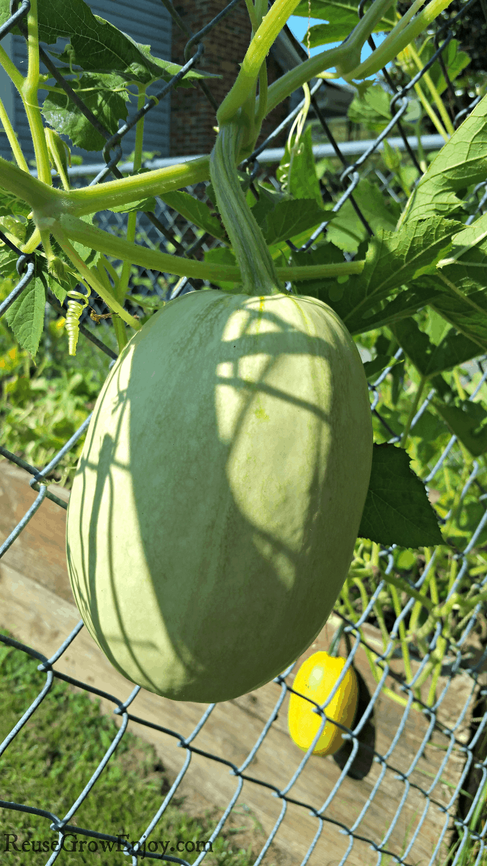 Spaghetti Squash Hanging On Fence